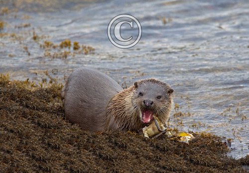 European Otter DM1156